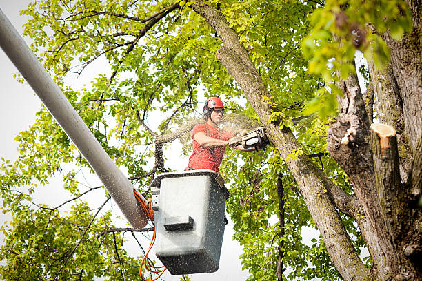 How Our Tree Care Process Works  in  Kotzebue, AK