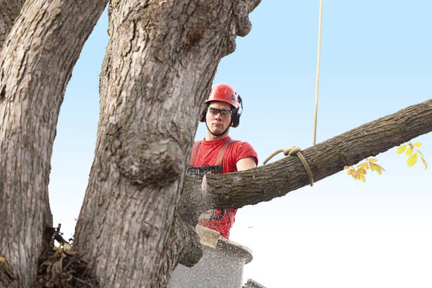 Kotzebue, AK Tree Care Company
